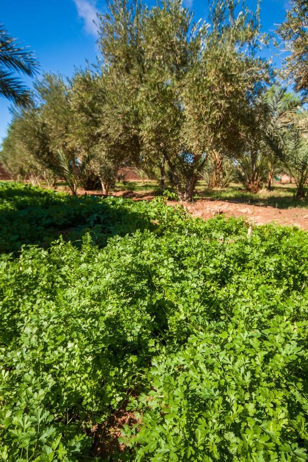Chez Le Pacha Ξενοδοχείο M'Hamid Εξωτερικό φωτογραφία